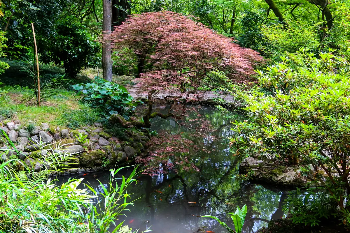 Ein japanischer Ahorn spiegelt sich in einem kleinen Teich mit Koi in einem üppigen botanischen Garten