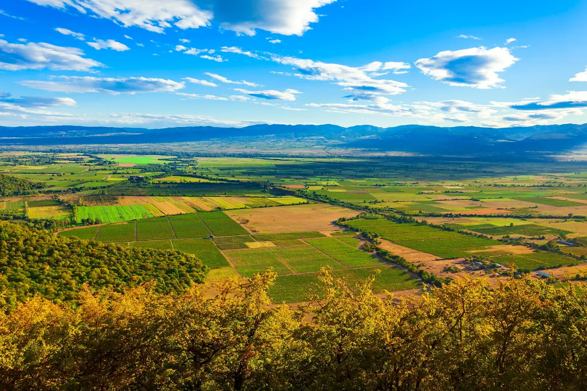Panoramablick über das Alazani-Tal in Kachetien mit Weinbergen und Feldern unter blauen Bergen