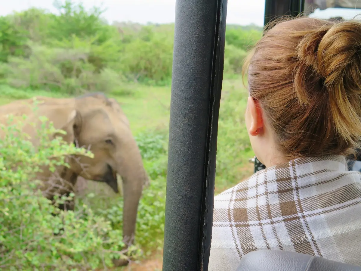Eine Besucherin beobachtet aus einem Safari-Jeep einen wilden Elefanten im grünen Gebüsch
