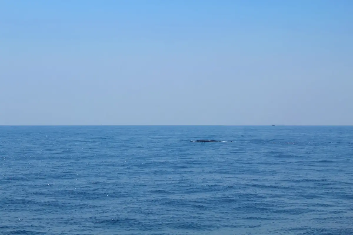 Offenes blaues Meer mit einem in der Ferne auftauchenden Wal