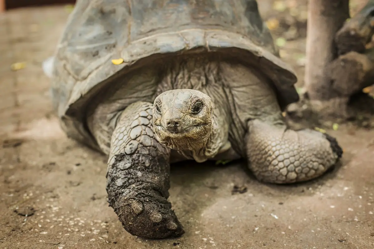 Nahaufnahme einer Aldabra-Riesenschildkröte auf Prison Island, Sansibar